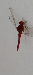 Crocothemis servilia