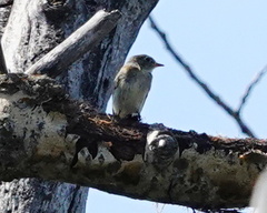Empidonax minimus