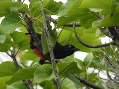 Hypopyrrhus pyrohypogaster