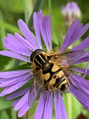 Helophilus fasciatus