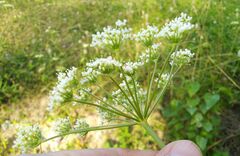 Cenolophium denudatum