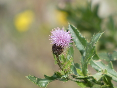 Cirsium arvense