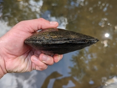 Pyganodon grandis