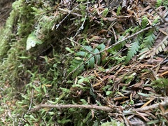 Polystichum andersonii