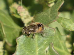 Eristalis arbustorum