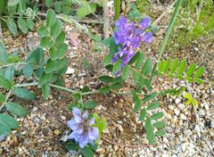Vicia amoena