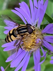 Helophilus fasciatus