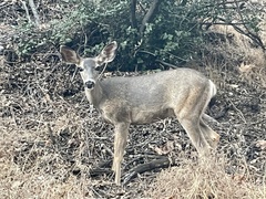 Odocoileus hemionus californicus