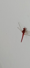 Crocothemis servilia