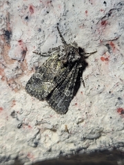 Lacinipolia olivacea