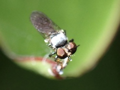 Cerotainia