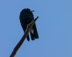 Gymnorhina tibicen
