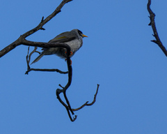 Manorina melanocephala