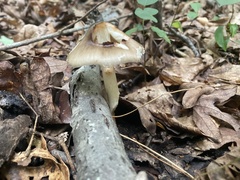 Fungi