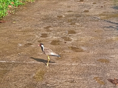 Vanellus indicus