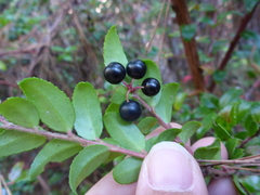 Vaccinium ovatum
