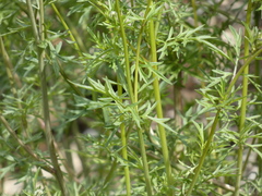 Hymenothrix dissecta