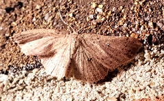 Cyclophora myrtaria