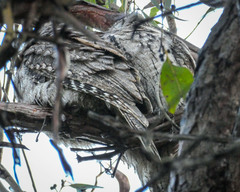 Podargus strigoides