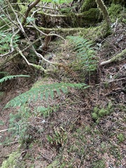 Polystichum andersonii