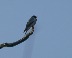 Coracina novaehollandiae