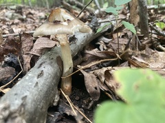 Fungi