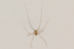 Pholcus manueli