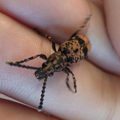 Xylinada annulipes