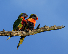 Trichoglossus moluccanus
