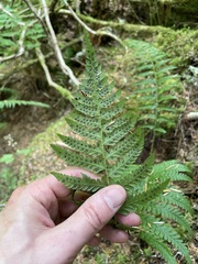 Polystichum andersonii