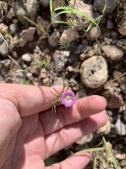 Ipomoea costellata