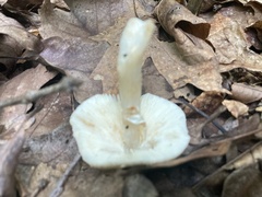 Fungi