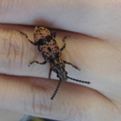 Xylinada annulipes