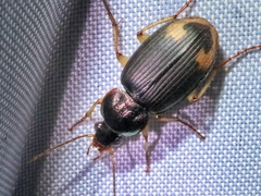 Chlaenius virgulifer