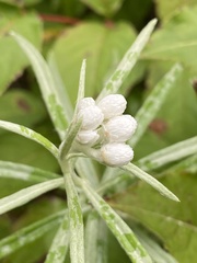 Anaphalis margaritacea