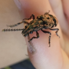 Xylinada annulipes