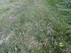 Poa alpigena