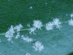 Aleuroplatus coronata