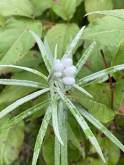 Anaphalis margaritacea