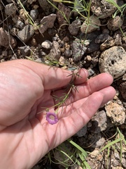 Ipomoea costellata