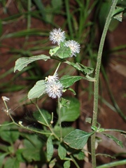 Cyanthillium cinereum