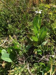 Anemopsis californica