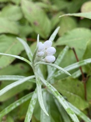 Anaphalis margaritacea