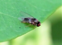 Lindneromyia flavicornis