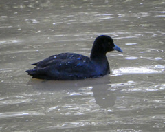 Fulica atra australis