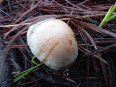 Rhodocybe