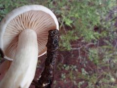 Rhodocybe