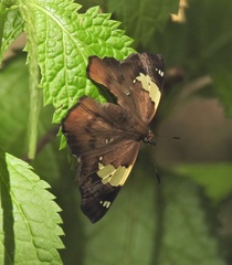 Netrocoryne repanda