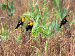 Xanthocephalus xanthocephalus