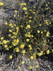 Phebalium stenophyllum